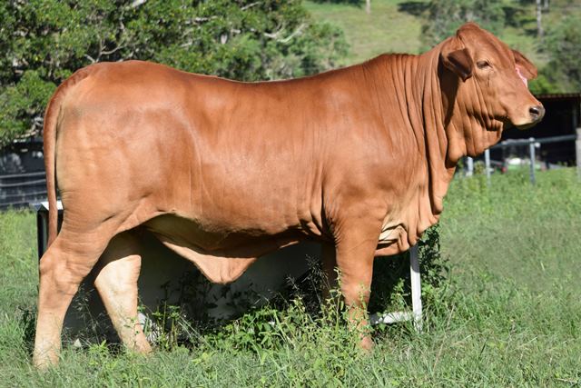 Bryvonlea Fair Athena